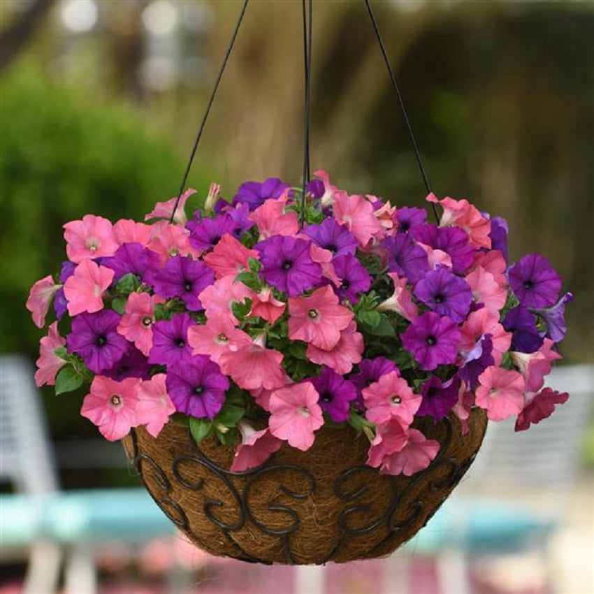 Trailing Petunia Seeds Easy Wave Opposites Attract 15 thru 100 Pelleted Petunia Seeds