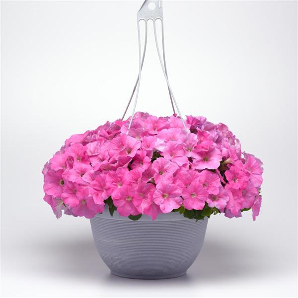 Bulk Petunia Seeds 1,000 Easy Wave Pink Pelleted Seeds