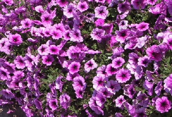 25 Pelleted Petunia Seeds Easy Wave Plum Vein