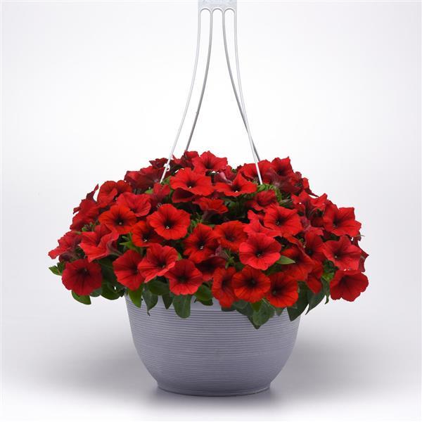 Trailing Petunia Seeds Easy Wave Red 15 thru 100 Pelleted Petunia Seeds