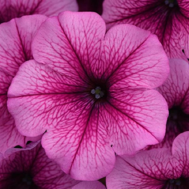 Trailing Petunia Seeds Easy Wave Rose Fusion 15 thru 100 Pelleted Petunia Seeds