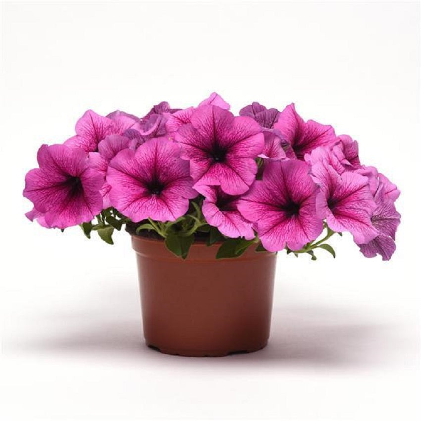 Trailing Petunia Seeds Easy Wave Rose Fusion 15 thru 100 Pelleted Petunia Seeds