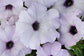 Bulk Petunia Seeds 1,000 Easy Wave Silver Pelleted Seeds