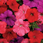 Petunias Easy Wave South Beach Mix 25 Pelleted Seeds