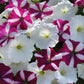 Bulk Petunia Seeds 1,000 Easy Wave Starfish Pelleted Seeds