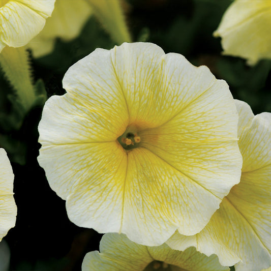 Trailing Petunia Seeds Easy Wave Yellow 15 thru 100 Pelleted Petunia Seeds