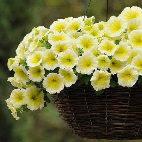 Petunias Easy Wave Yellow 25 Pelleted Seeds