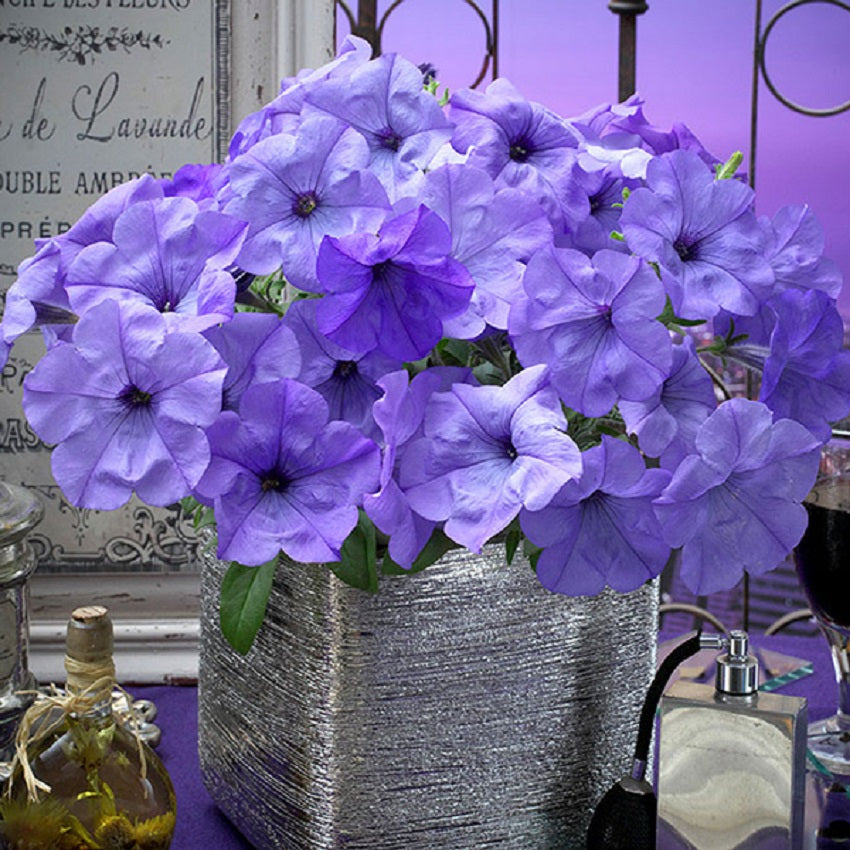 Evening Scentsation ™ Pelleted Petunia Seeds 15 thru 100 Pelleted Seeds Trailing Petunia