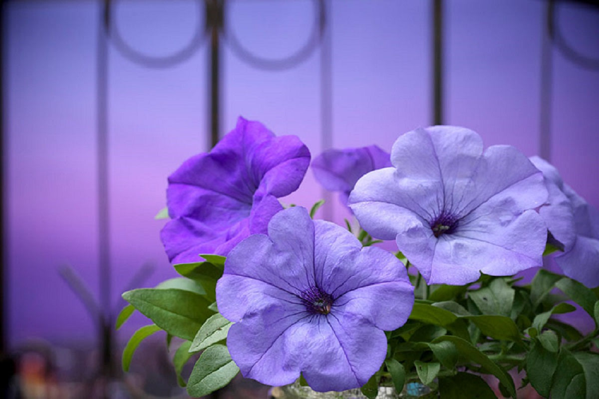 Evening Scentsation ™ Pelleted Petunia Seeds 15 thru 100 Pelleted Seeds Trailing Petunia