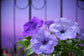 Petunia Seeds 25 Pelleted Seeds Petunia F1 Evening Blue Scentsation