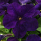 Ez Rider Blue 50 Pelleted Petunia Seeds