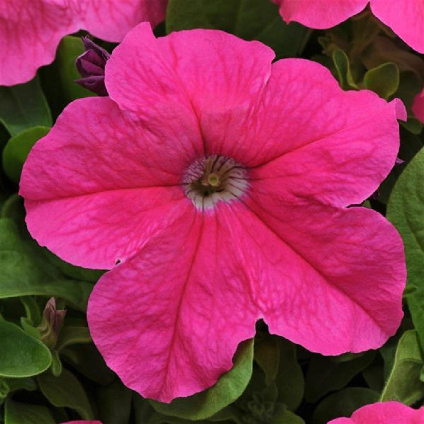 Petunias 