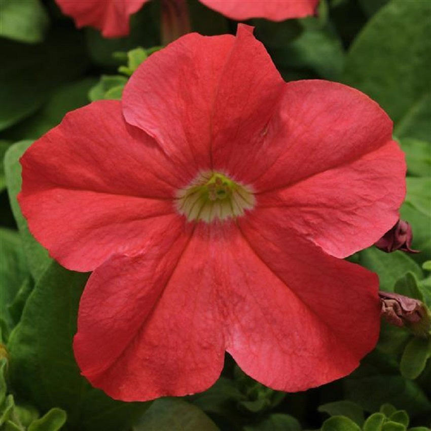 Petunia Ez Rider Deep Salmon 50 Pelleted Petunia Seeds