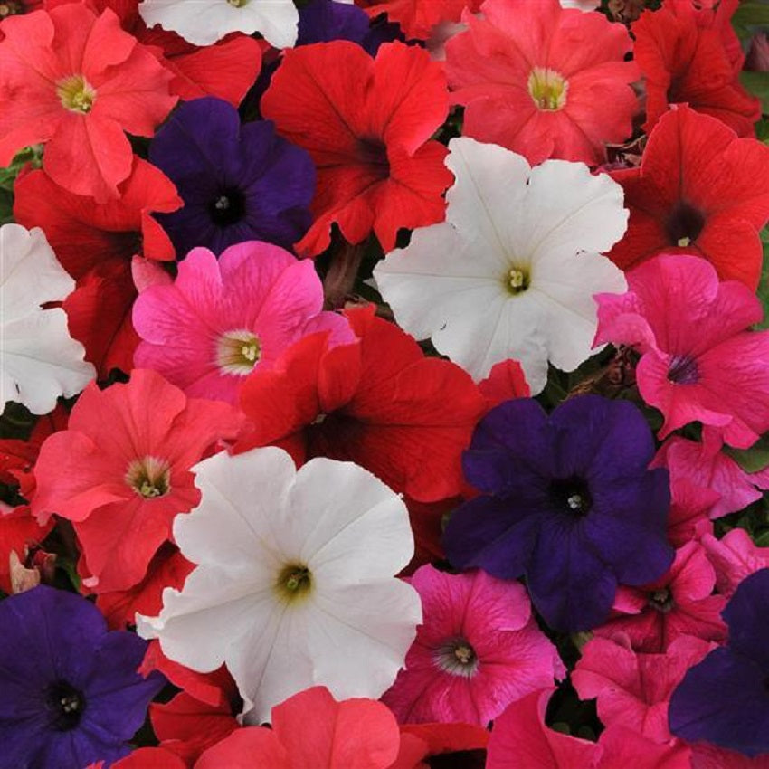 Multiflora petunias | Petunia Ez Rider Formula Mix | 50 Petunia Seeds