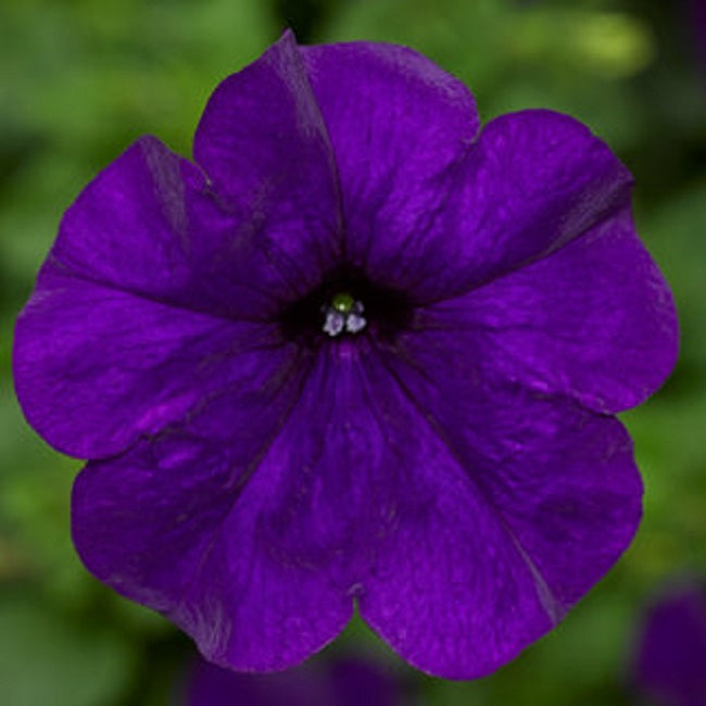 Trailing Petunia Seeds Petunia Fotofinish Blue 25 Pelleted Flower Seeds