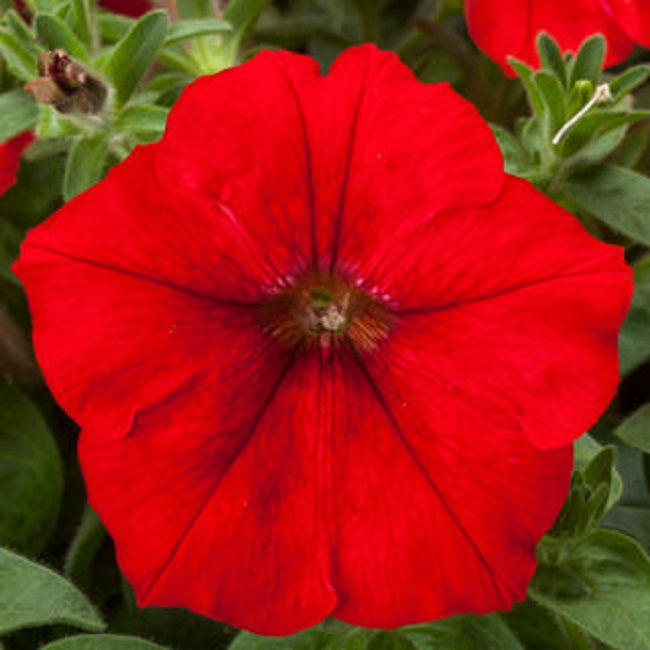 Trailing Petunia Seeds Petunia Fotofinish Red 25 Pelleted Flower Seeds