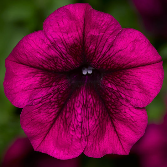 Trailing Petunia Seeds Petunia Fotofinish Burgundy 25 Pelleted Flower Seeds