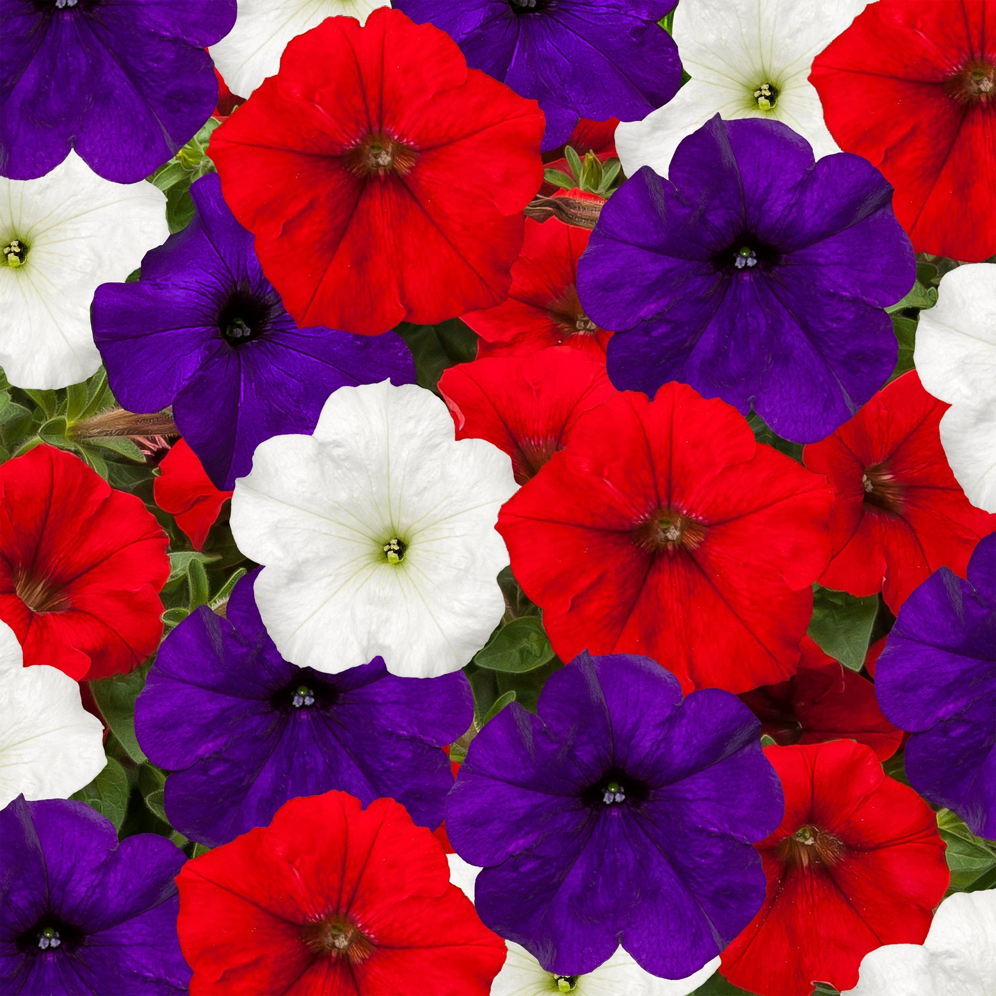 Fotofinish Patriot Mix 25 Trailing Petunia Seeds Pelleted Flower Seeds