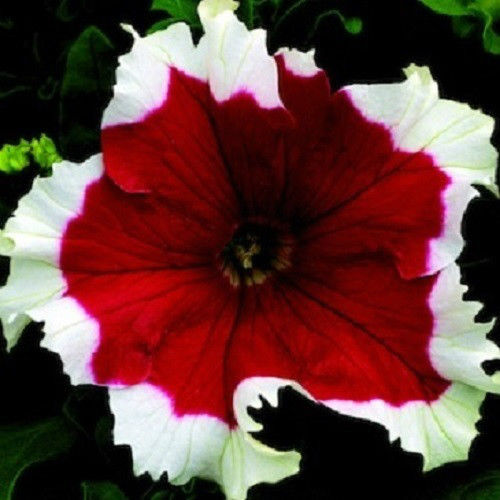 Pelleted Petunia Seeds 25 thru 1,000 Pelleted Seeds Frost Cherry