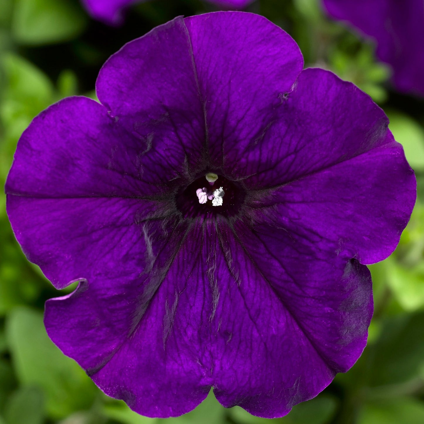 Petunias Seeds Hurrah Blue 25 thru 1,000 Flower Seeds Pelleted Seeds