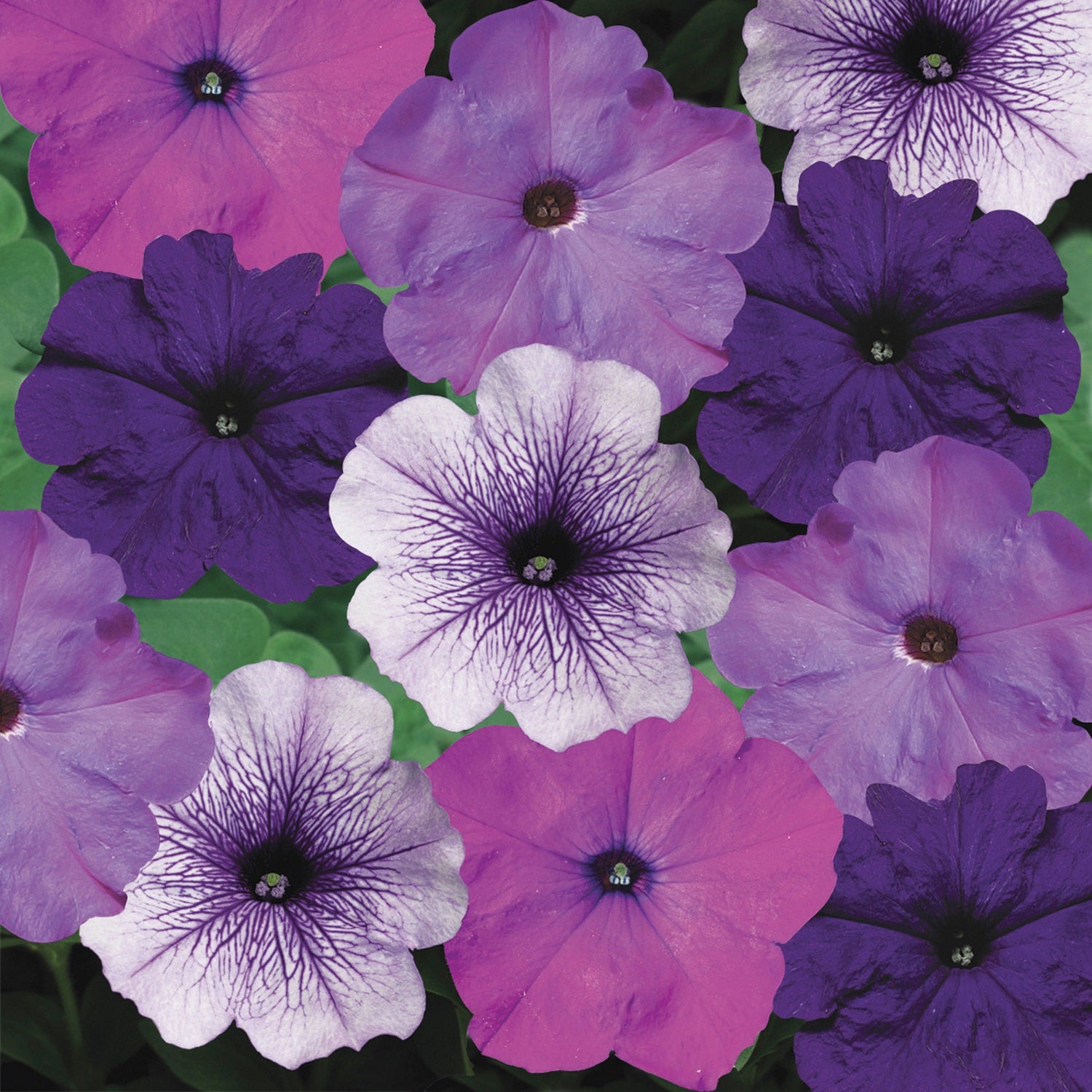 Petunia Seeds Hurrah Blueberry Muffin Mix 50 Petunias Seeds