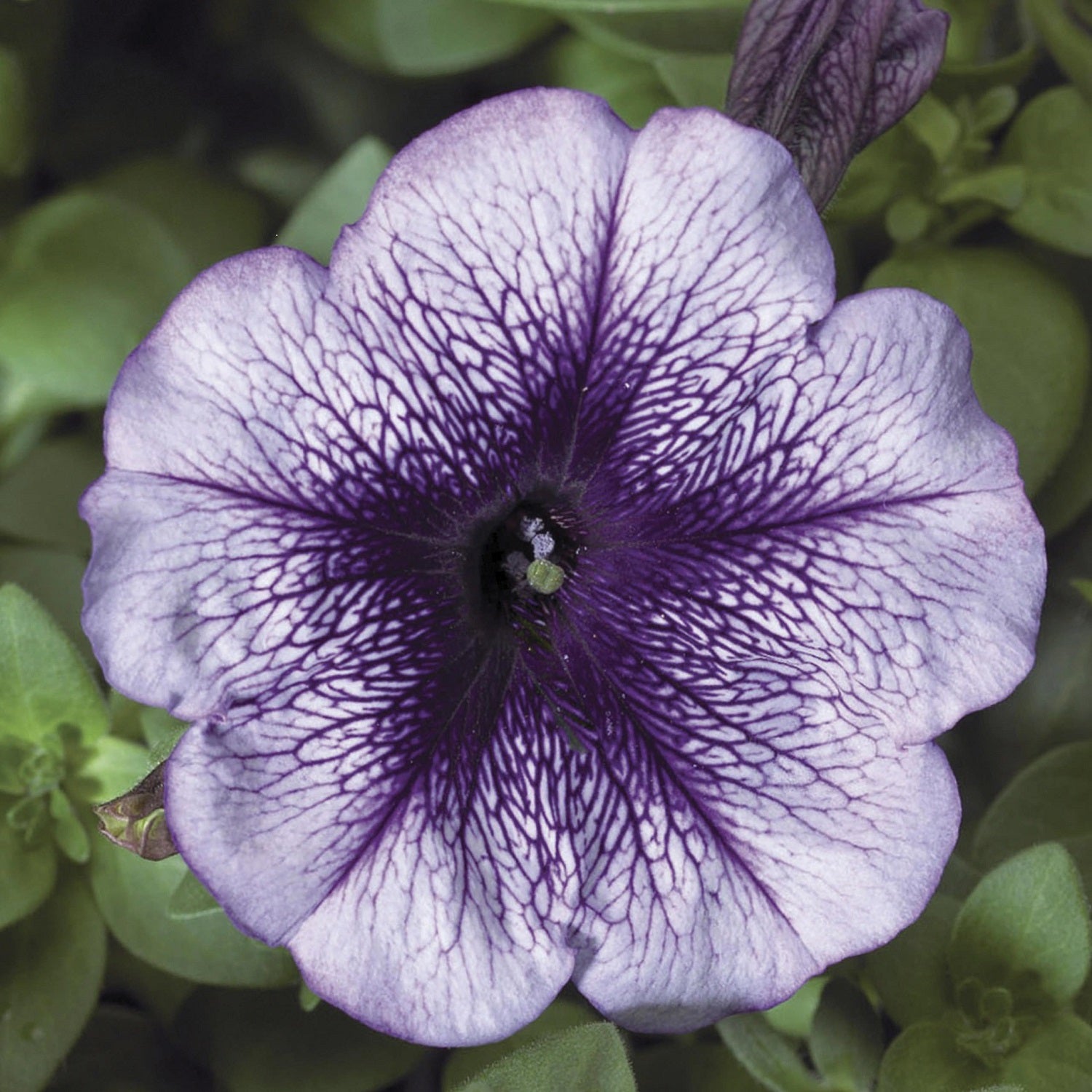 Petunia Seeds Hurrah Blue Vein 50 Petunias Seeds