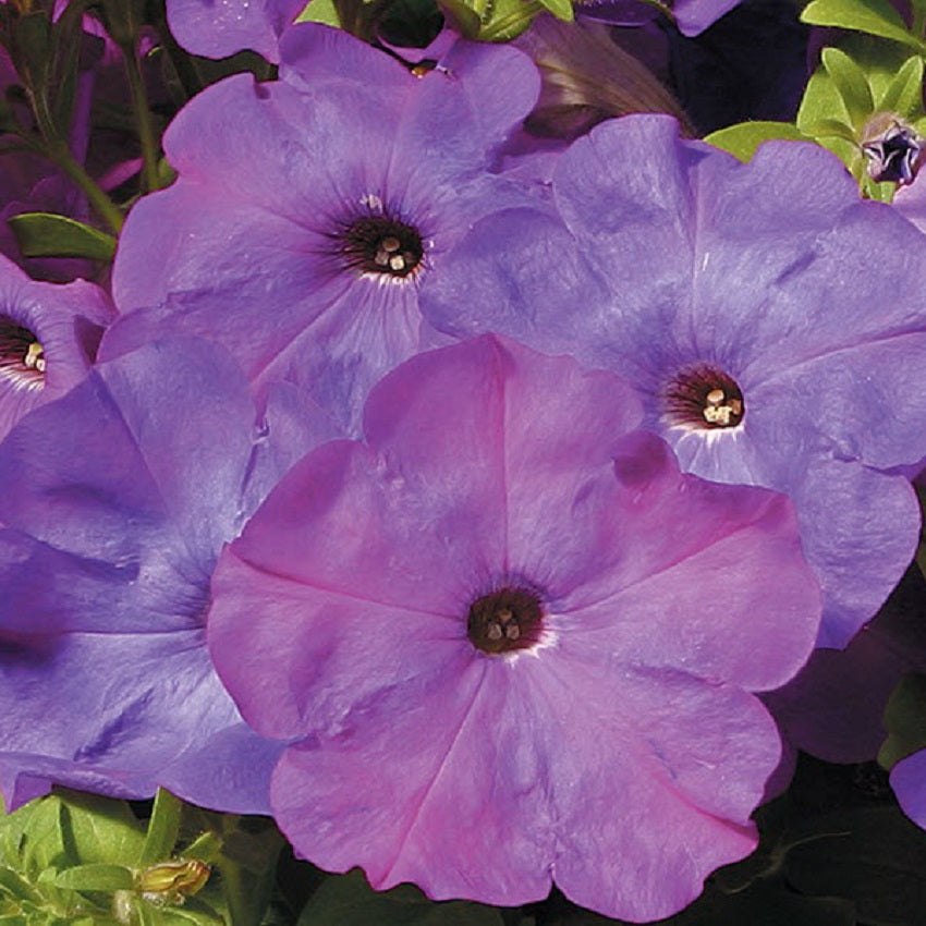 Petunia Seeds Hurrah Lavender Tie Dye 50 Petunias Seeds