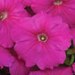 Petunia Seeds Hurrah Pink 50 Petunias Seeds