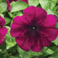 Petunia Seeds Hurrah Velvet 50 Pelleted Seeds