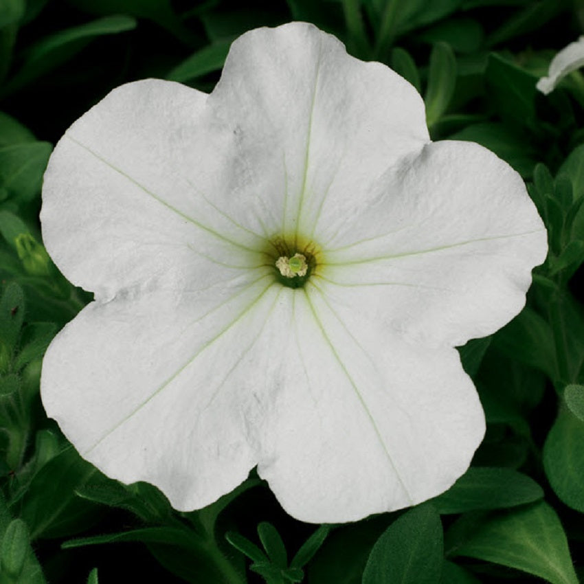 Hurrah White Petunia Seeds 25 thru 1,000 Flower Seeds Pelleted Seeds