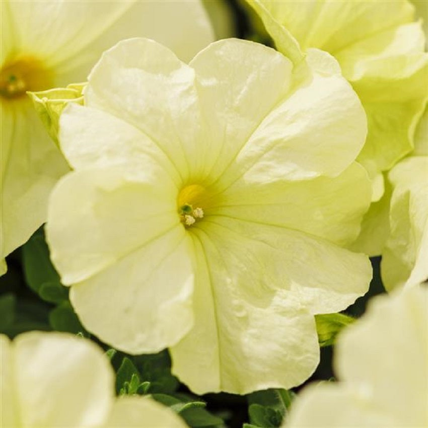 50 Pelleted Petunia Seeds Limbo Yellow Lime