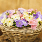 50 Pelleted Petunia Seeds Limbo Pastel Mix