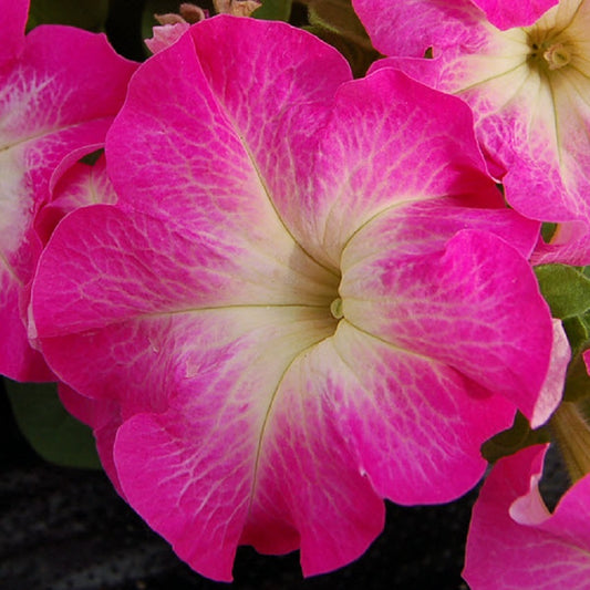 1,000 Bulk Pelleted Petunia Seeds Limbo Rose Morn Petunias Seeds