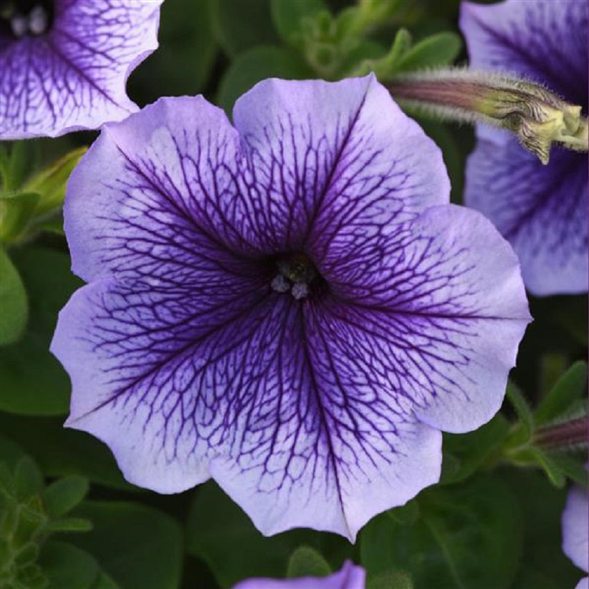 Pelleted Petunia Seeds Madness® Blue Vein Petunia 50 thru 1,000 Bulk Seeds