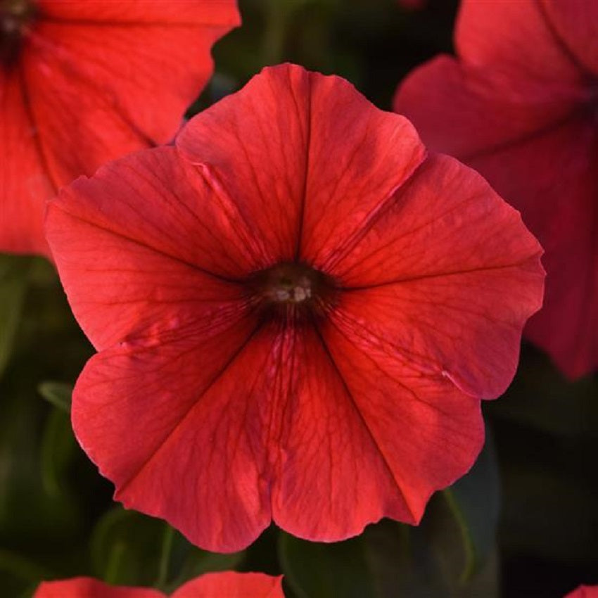 Pelleted Petunia Seeds Madness® Red Petunia 50 thru 1,000 Bulk Seeds