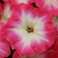 Petunias Seeds 50 Pelleted Seeds Mambo Red Morn