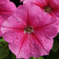 Petunias Seeds 50 Pelleted Seeds Mambo Rose Vein