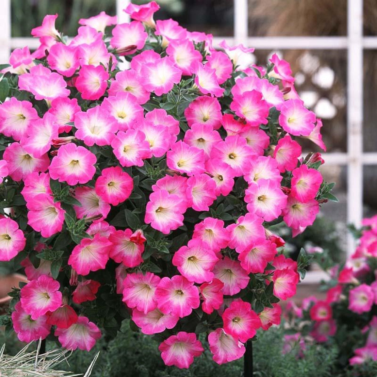 Trailing Petunia Seeds Opera Supreme Pink Morn 25 Pelleted Seeds