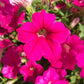 Trailing Petunia Seeds Opera Supreme Rose 25 Pelleted Seeds