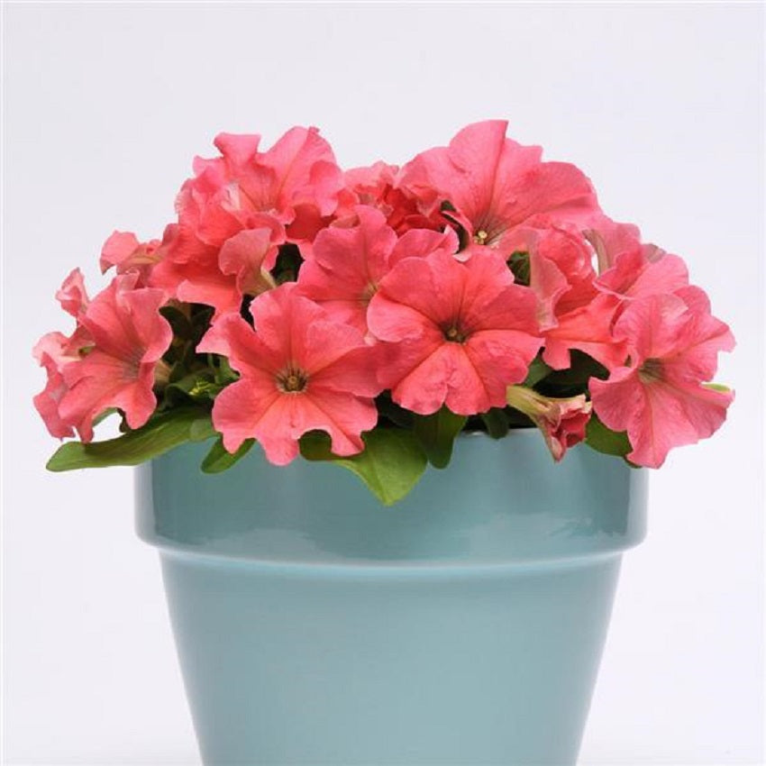 Petunia Pretty Grand Coral Petunia Seeds 25 thru 100 Pelleted Seeds ...