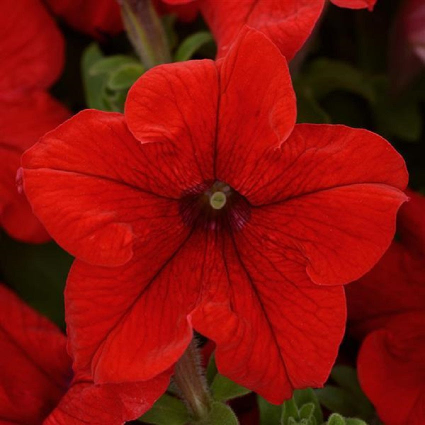 Petunia Pretty Grand Red Petunia Seeds 25 thru 100 Pelleted Seeds