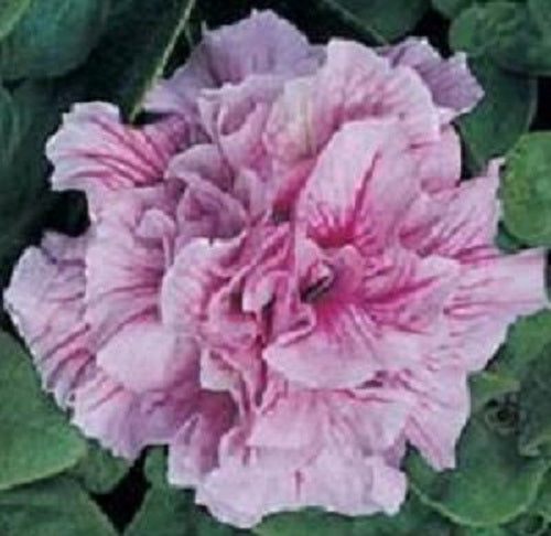 Petunias Seeds Double Madness Sheer 25 thru 500 Pelleted Seeds