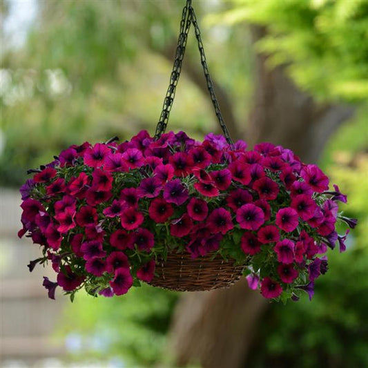 Pelleted Petunia Seeds Shock Wave Deep Purple 15 thru 100 Seeds