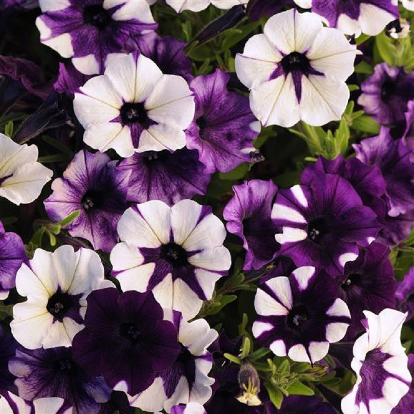 Petunia Seeds Shock Wave® Purple Tie Dye 15 thru 100 Pelleted Seeds