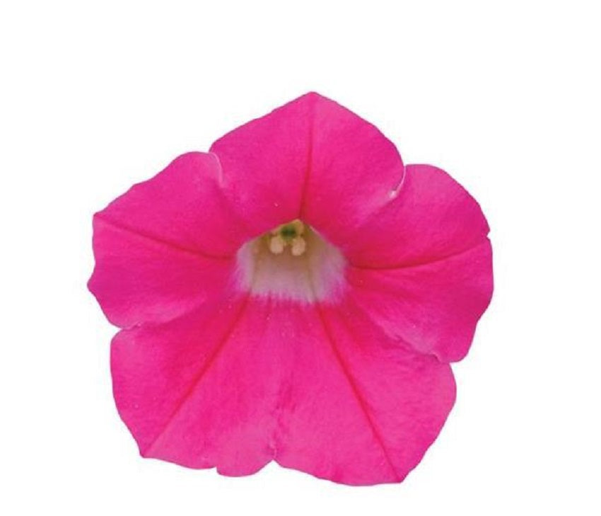 Pelleted Petunia Seeds Shock Wave Rose 15 thru 100 Seeds