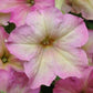 Petunia Seeds Sophistica Antique Shades 25 Pelleted Seeds