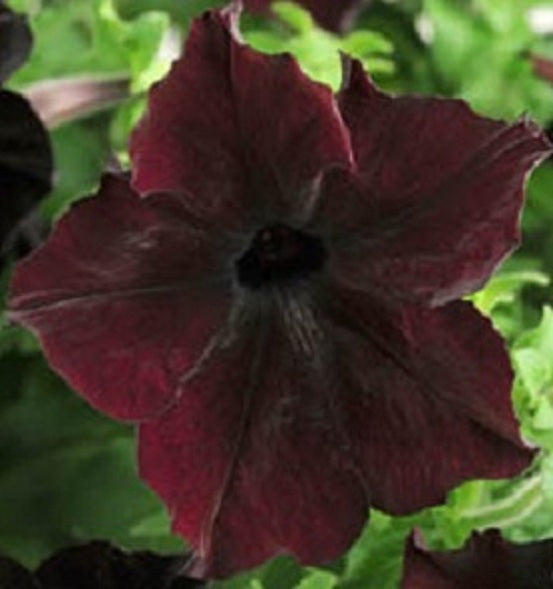 Petunia Seeds Sophistica Blackberry 25 Pelleted Seeds