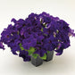 Petunia Seeds Success 360 Blue 50 Pelleted Seeds