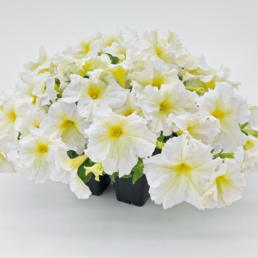 Petunia Seeds Petunia Success 360 Light Yellow 25 thru 1,000 seeds