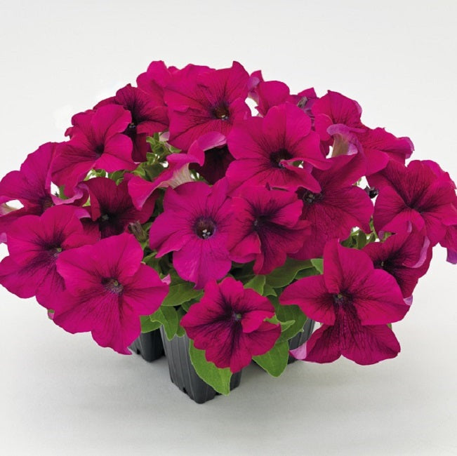 Petunia Seeds Success 360 Purple 50 Pelleted Seeds